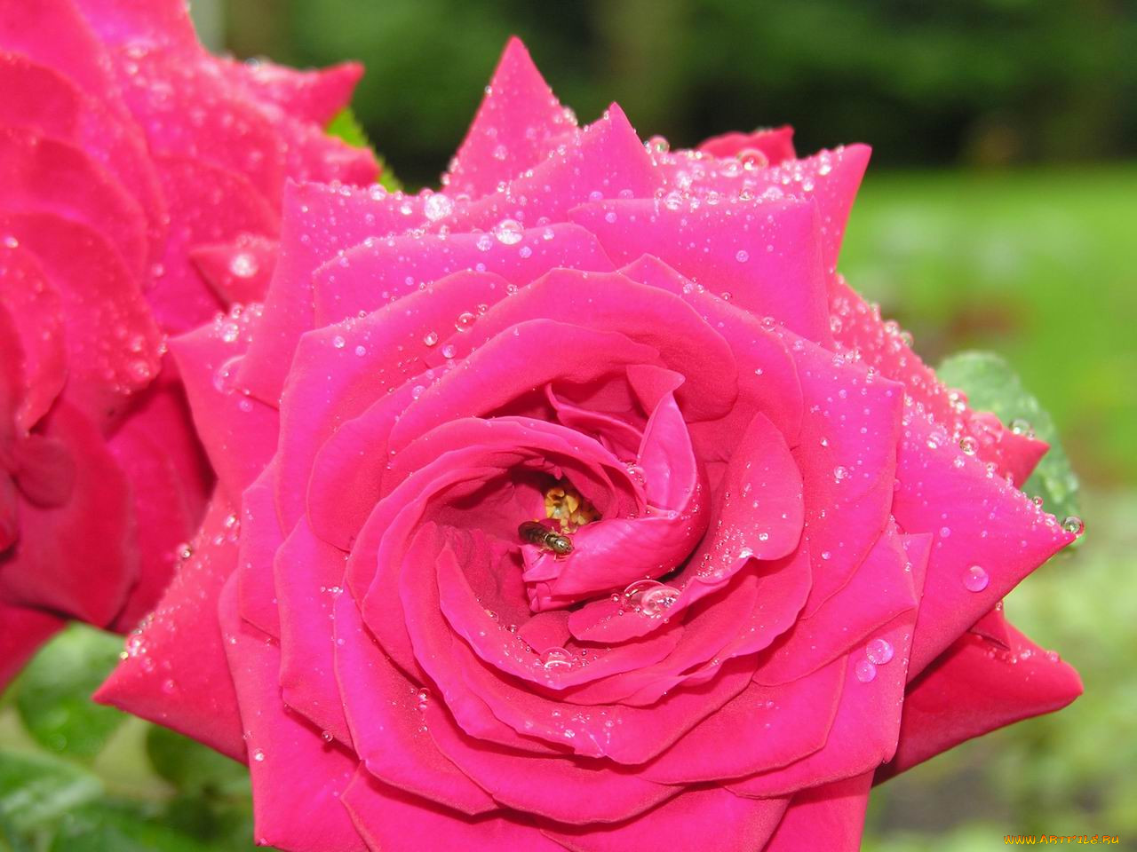 rosa, 1280x960, , 